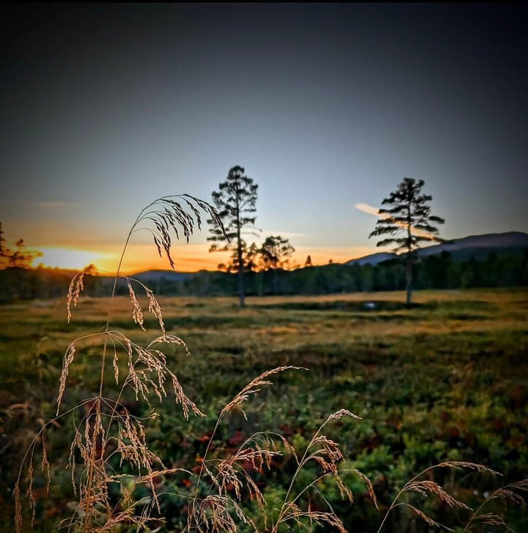 Strå, solnedgang, trær, grønn slette