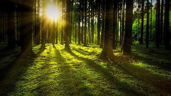 Skog, trær, mose og sol