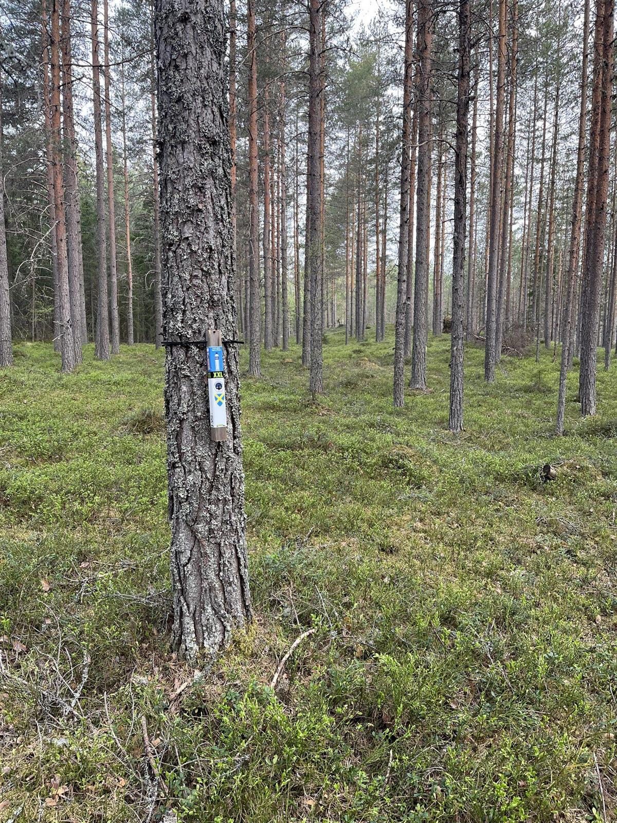 Stolpe som henger på et tre i skoegen - Klikk for stort bilde