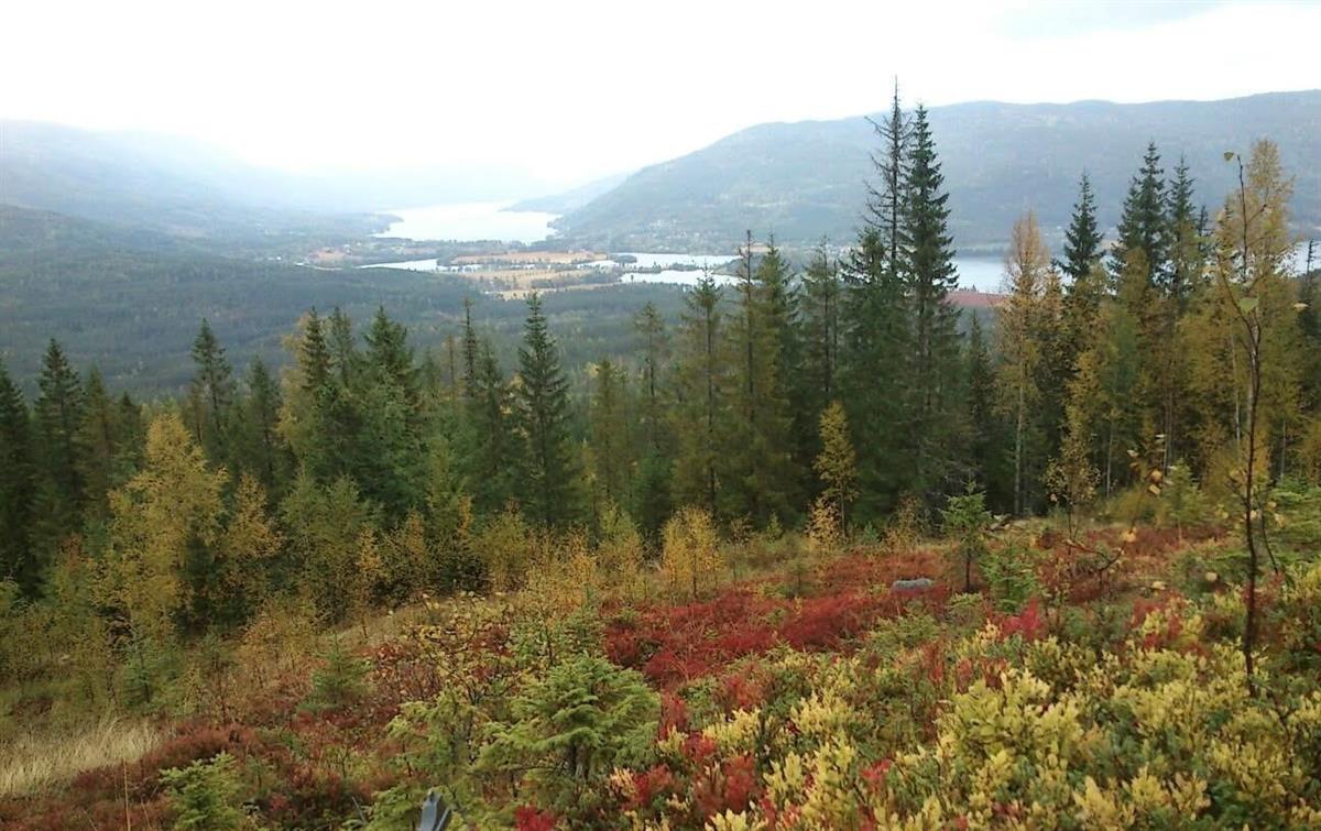 Trær, lyng, utsikt mot bygd og fjord - Klikk for stort bilde